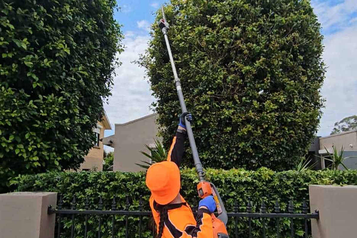 Tree care and palm maintenance UAE